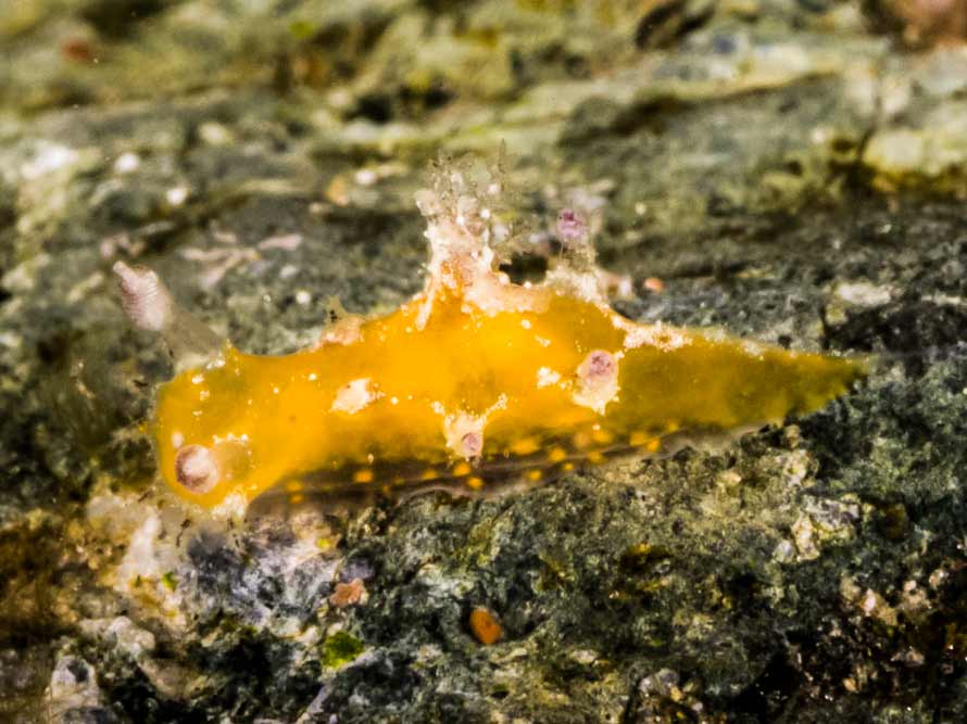 Kaloplocamus ramosus